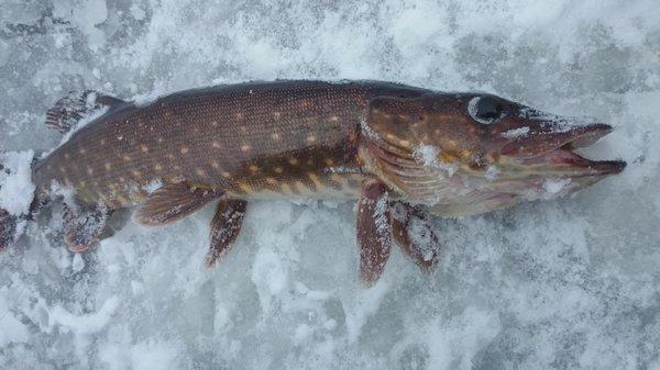 DSC_0036.thumb.JPG.5b6fb26e8b7958867df9a