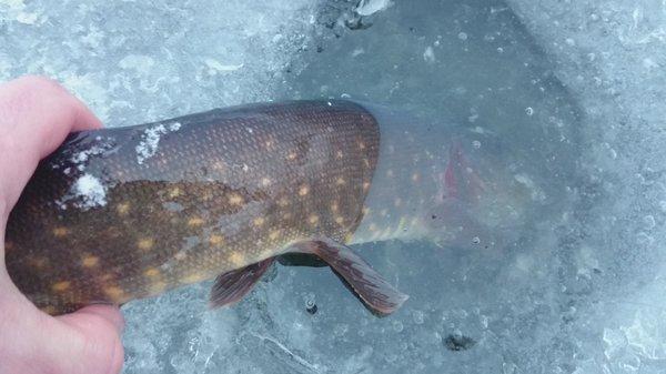 DSC_0040.thumb.JPG.52966af8fad77578d5079