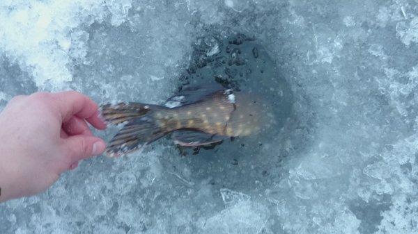 DSC_0041.thumb.JPG.94c9047699c4401999412