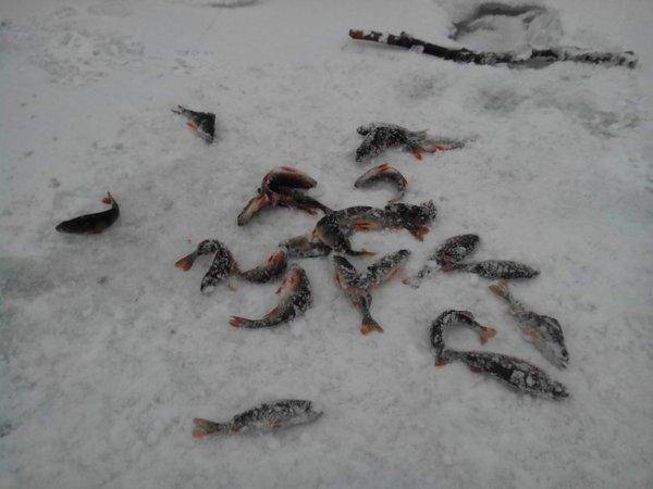 IMG_20160205_125714.thumb.jpg.b6cdb5ff82