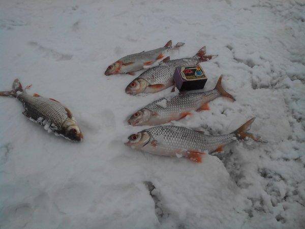 IMG_20160212_140801.thumb.jpg.510b7911db