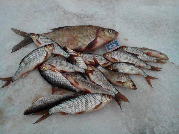 IMG_20160212_161808.thumb.jpg.645f02749e