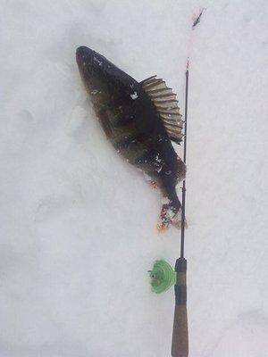 IMG_20160225_150601.thumb.jpg.b487cfad19