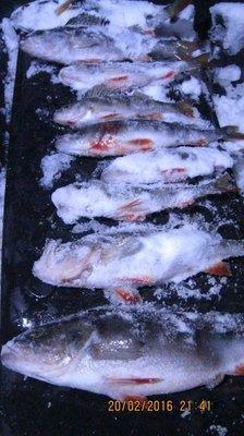 IMG_6458.thumb.JPG.f78f0ef9659e5b1992ba3