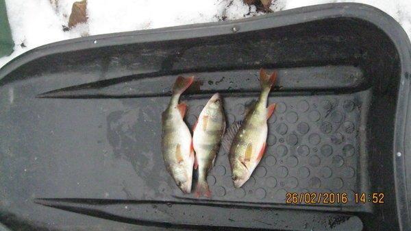 IMG_6489.thumb.JPG.0e7748d63032fc4fe7e10