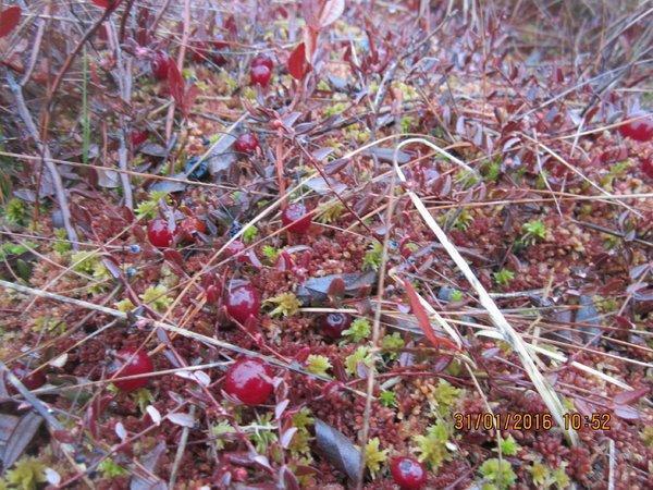 IMG_8019.thumb.JPG.f374533c7a9c363d2fcd1