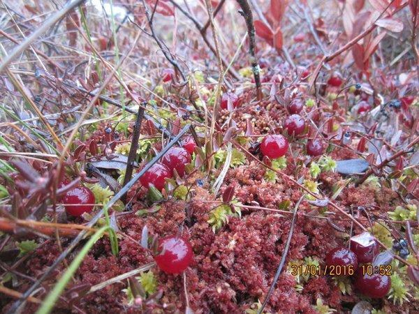 IMG_8020.thumb.JPG.f693e7da93ba8fec99ddf