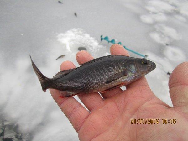 IMG_8027.thumb.JPG.d7e93c8df77393dd67b52