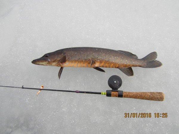 IMG_8029.thumb.JPG.bbdef6fb092a03c751923