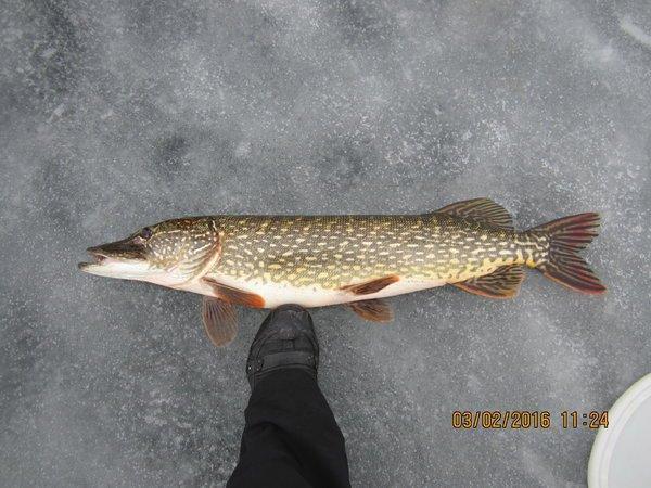 IMG_8057.thumb.JPG.f4dd38c5d30689ecfec24