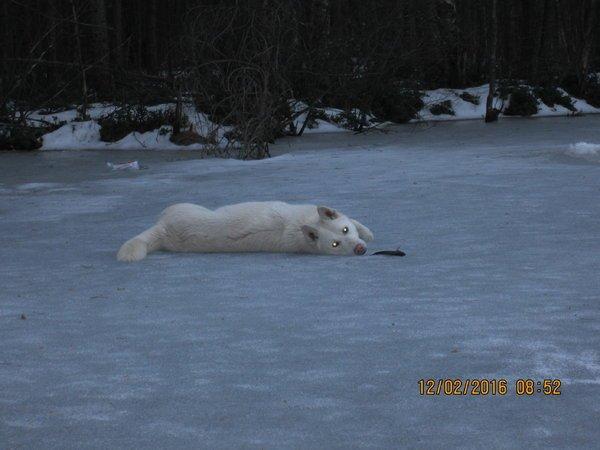 IMG_8078.thumb.JPG.eb9937b5fbf65fe235f35