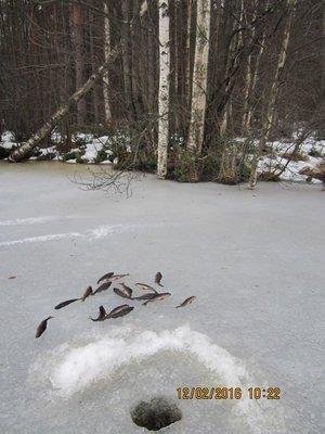 IMG_8085.thumb.JPG.f366800a241d55d25c462