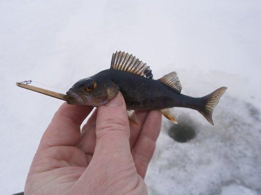 P1250514.thumb.JPG.2f1254ddfae6497fac0cc