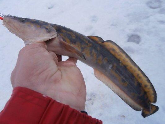 P1300533.thumb.JPG.eb71cb72aed91c00f123f