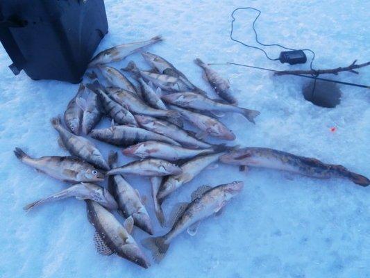 P1300537.thumb.JPG.9a631e1835716ea1767fe