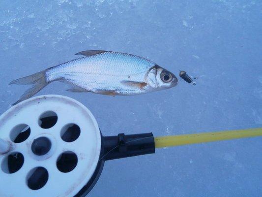 P2010542.thumb.JPG.58598744ba5b0c00f37f4