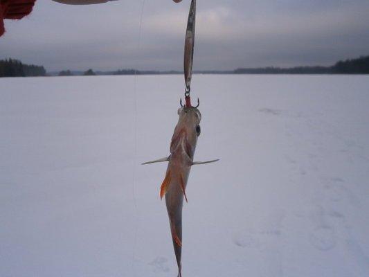 P2090552.thumb.JPG.715734e63a2f6007a5c54