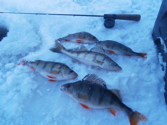 P2110566.thumb.JPG.ad2471dde76c7022edfc2