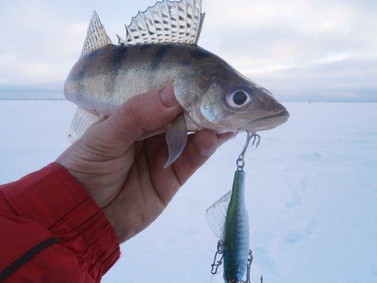 P2150568.thumb.JPG.cf0836a8930cb44471321