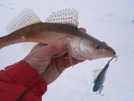 P2150569.thumb.JPG.9ea275d8aa801520fdbcf