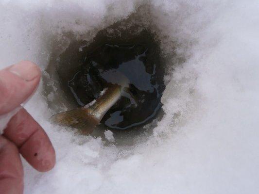 P2150570.thumb.JPG.c4b39cd01243495c03a4a