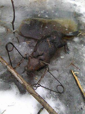 Photo0006.thumb.jpg.be20f0d6ead2b42b9560