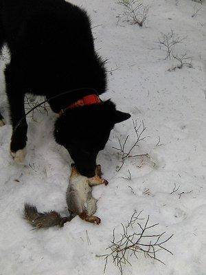 Photo0017.thumb.jpg.68d36b0b6b30f8702966