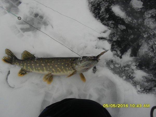 SDC12508.thumb.JPG.7cf08f7d844b1f85141c3