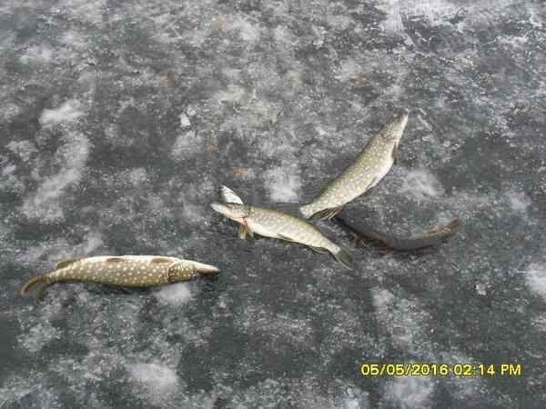 SDC12513.thumb.JPG.285de5528477dda8a0ada