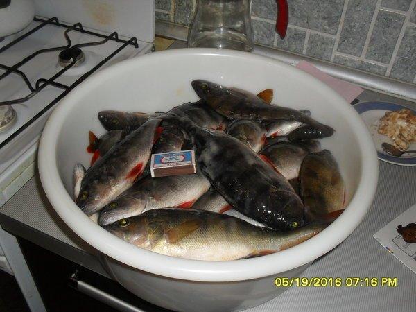 SDC12538.thumb.JPG.38bc23e35bc21845b69a8