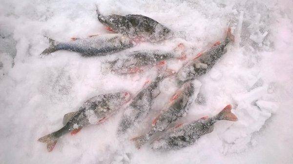 WP_20160206_019.thumb.jpg.f036e5971e19cf