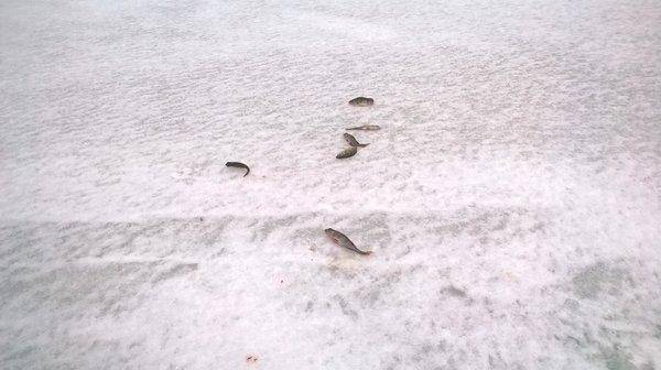 WP_20160213_007.thumb.jpg.d9146618ca69a4