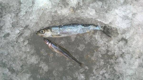 WP_20160221_012.thumb.jpg.c94aa2a970553e