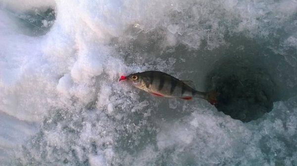 WP_20160227_010.thumb.jpg.fb23cfc5ff676b