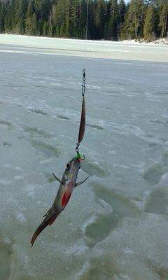 1.thumb.jpg.d7f03ce03eeaf426530e48ae0a40