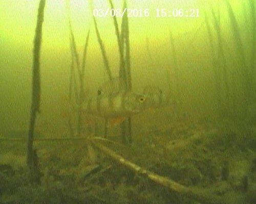 20160308150621.thumb.JPG.70cffde41313de1