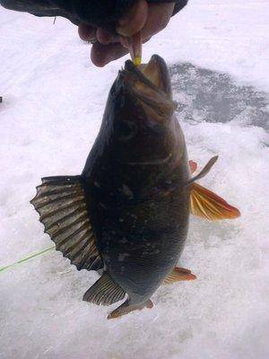 56d9e401c3a03_2919.thumb.jpg.44b74bd2cfa