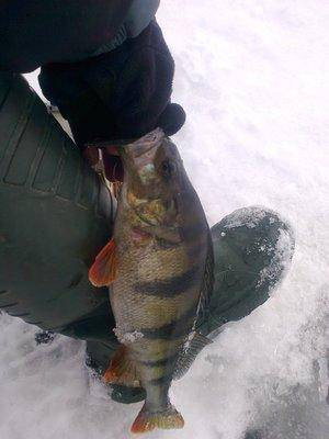 56d9e68305e89_2917.thumb.jpg.03b335f3e84