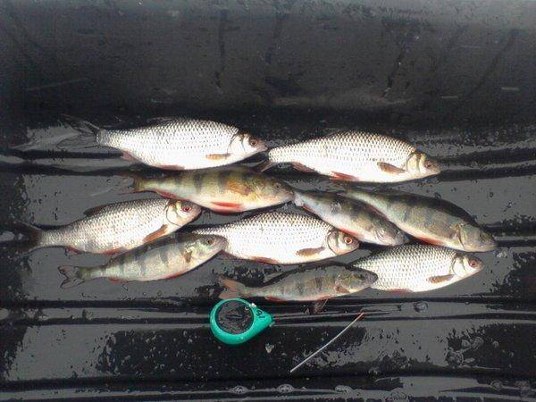 56db13fecd640_-0098(2).thumb.jpg.2412608