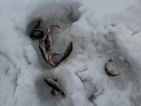 56dc51bc2bc55_-0100.thumb.jpg.990e2eadad