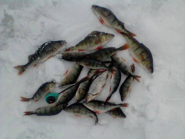 56dc51c32c05b_-0102.thumb.jpg.1ecab3cfd2