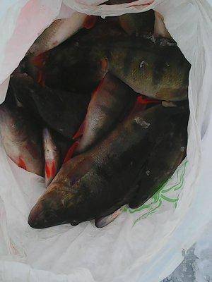 56dca6b2da64f_62016010.thumb.jpg.c37b7f7