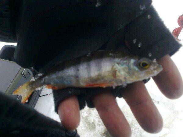 56ddc608cd661_2938.thumb.jpg.9447df472fa