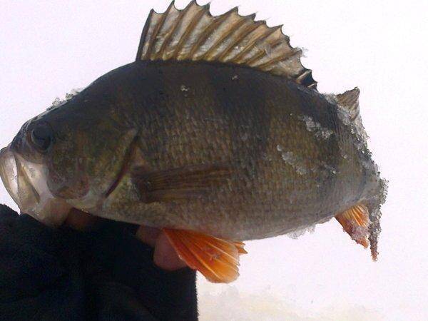 56ddc75d2c2bb_2945.thumb.jpg.d7bda1d7d20