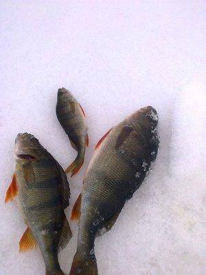 56ddc7ad97d45_2944.thumb.jpg.b818460dba8