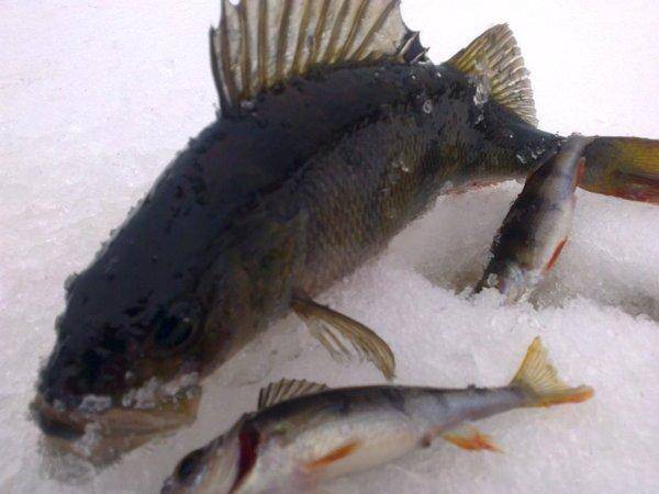 56ddc7ef3ce61_2943.thumb.jpg.e8004bba157