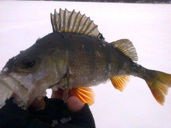 56ddc7fd8b3c7_2941.thumb.jpg.8d0a98cfa61