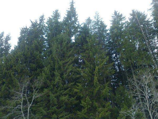 56ddc88127593_2939.thumb.jpg.e8ede694f9d