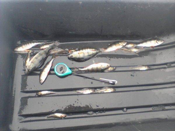 56df023288b64_-0105.thumb.jpg.4b0d084886