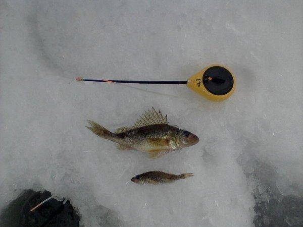 56df023502075_-0107.thumb.jpg.2106706f60